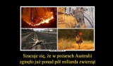 Zwierzęta w Australii giną w pożarach - zdjęcia i filmy pokazujące dramat m.in. koali i kangurów chwytają za serce