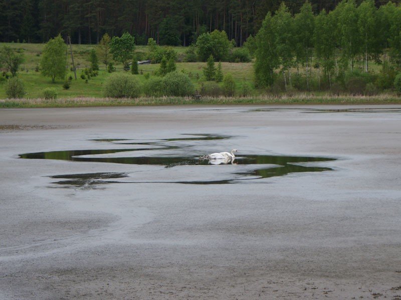 Katastrofa ekologiczna w Sępólnie Małym. Wyschło jezioro [zdjęcia] | Głos  Koszaliński