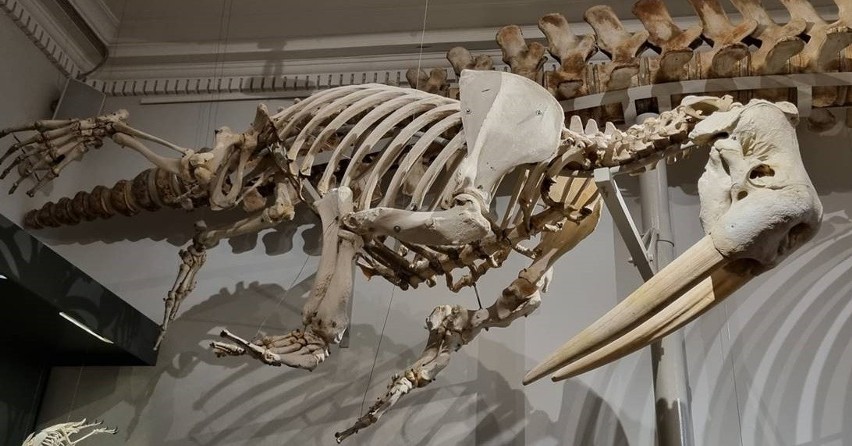 Szkielet morsa trafił do muzeum w Finlandii.