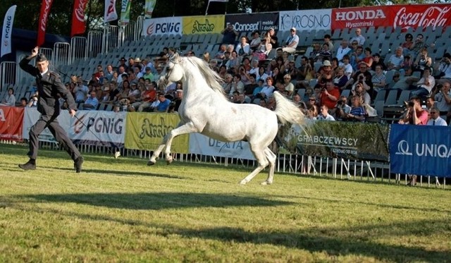 Co roku w Janowie Podl. odbywa się aukcja koni, w tym słynne Pride of Poland 