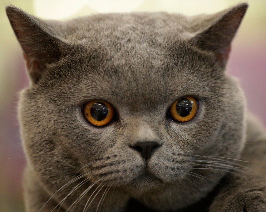 Światowy Dzień Kota: Zobacz zdjęcia kotków!
