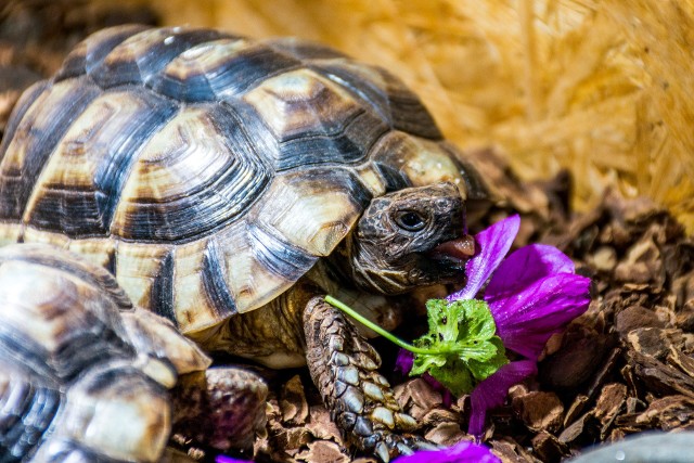 Żółw grecki jest objęty konwencją CITES i nie można go sprzedawać bez odpowiednich dokumentów