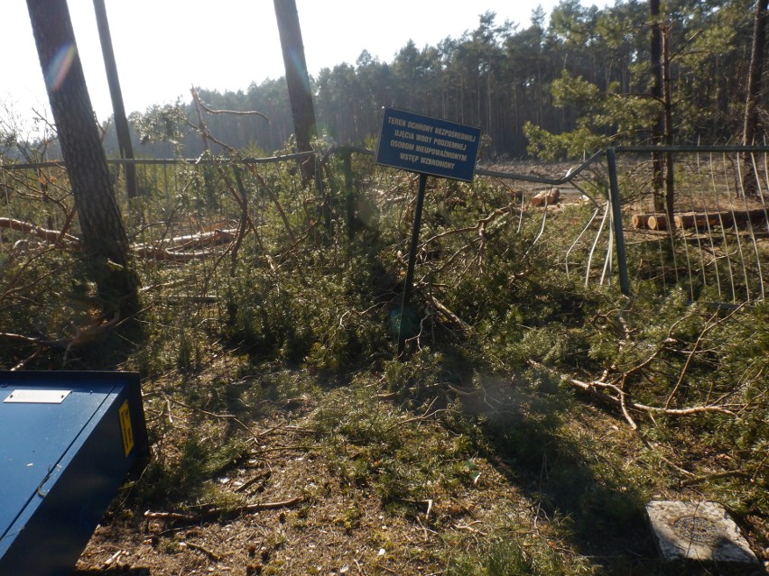 Obraz zniszczenia w bydgoskim Lesie Gdańskim. Drzewa upadły na ujęcie wody