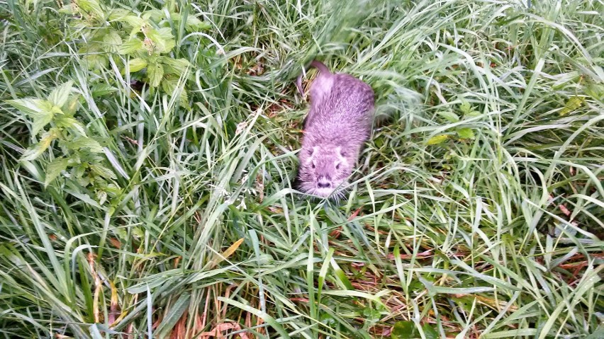 Nutrie w Rudzie w Rybniku. Gryzonie zadomowiły się w rzece