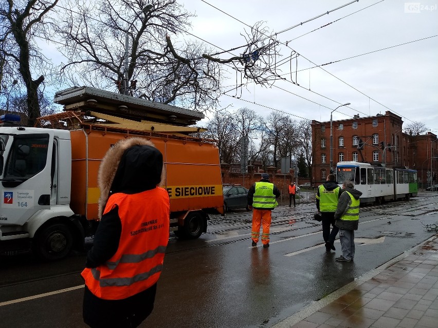 Szczecin. Konar drzewa spadł na trakcję tramwajową. Są utrudnienia