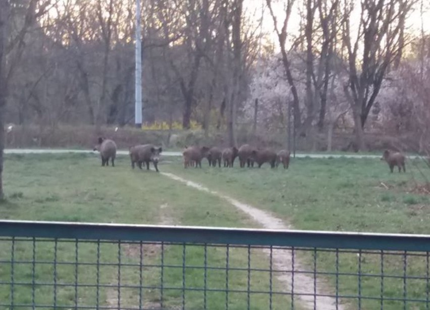 Na stado potężnych dzików spacerujących po ul. Liściastej...