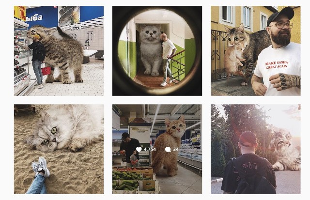 Kochacie koty? A gdyby świat zamieszkiwały ogromne koty? Zobaczcie zdjęcia - fotomontaże wykreowane przez rosyjskiego grafika. Andrej Scherbak z Rostowa jest wielkim miłośnikiem kotów (ma dwa koty i psa). Zdjęcia zamieścił na swoim profilu na Instagramie. ZOBACZ ZDJĘCIA OGROMNYCH KOTÓW >>>>
