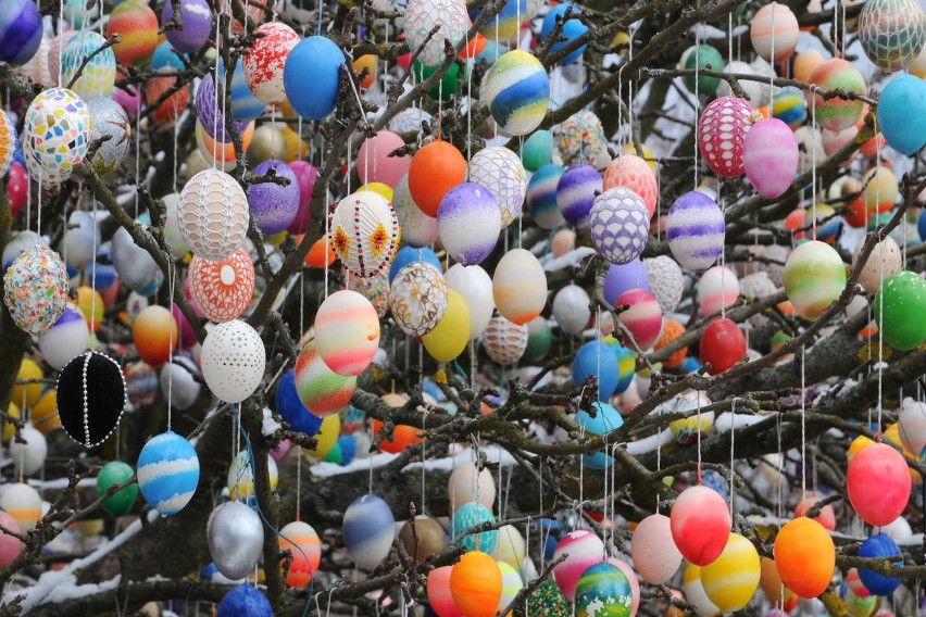 Ozdabianie drzew kolorowymi jajkami to tradycja niemiecka.