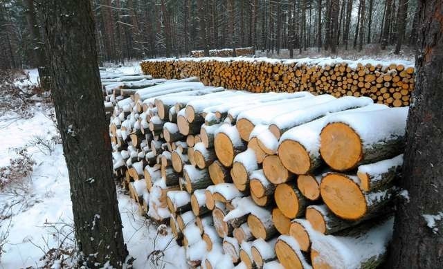 Mieszkańcy Smukały zaniepokojeniMieszkańcy Smukały zaniepokojeni wycinka lasu nad Brdą--ul Baranowskiego