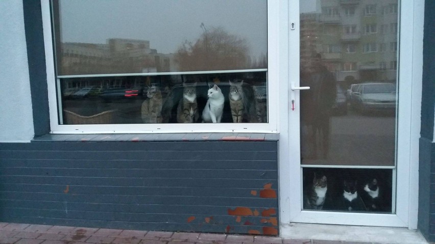 Grupa "Koty niczyje" poszukuje pomieszczenia, do którego...