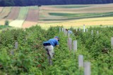 Zatrudnianie pracowników sezonowych. Jakie obowiązki spoczywają na pracodawcy? Mandaty nawet do 30 tys. zł