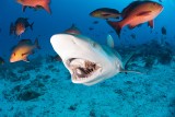 Sharkfest 2020 w National Geographic Wild. Żarłoczni władcy oceanów znowu w grze!