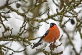 Te ptaki zimą przylatują do naszych karmników. Jak i czym dokarmiać naszych skrzydlatych przyjaciół?
