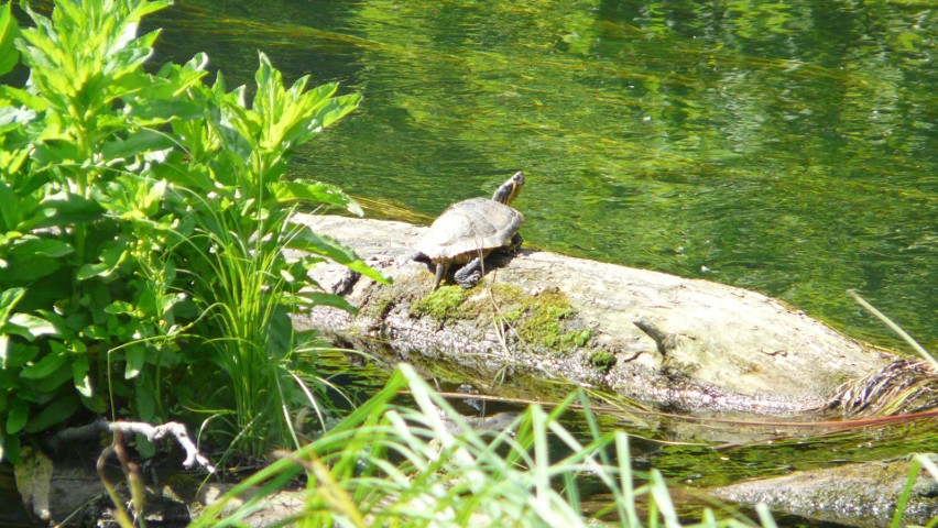 Żółwie znalazły sobie dom na brzegu Brdy przy ulicy...