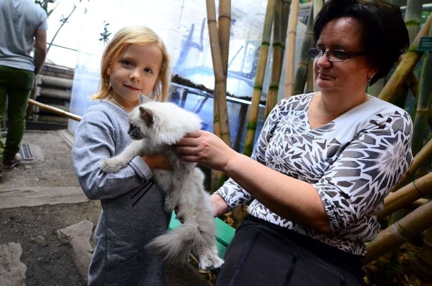 Wystawa kotów rasowych w Palmiarni Poznańskiej