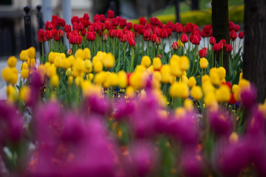Tysiące tulipanów zakwitło w Bielsku-Białej....
