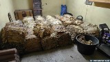 Kazimierscy kryminalni przejęli ponad pół tony tytoniu bez akcyzy