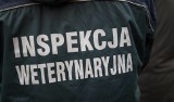 Czarny poniedziałek w Inspekcji Weterynaryjnej. Pracownicy zaostrzają protest