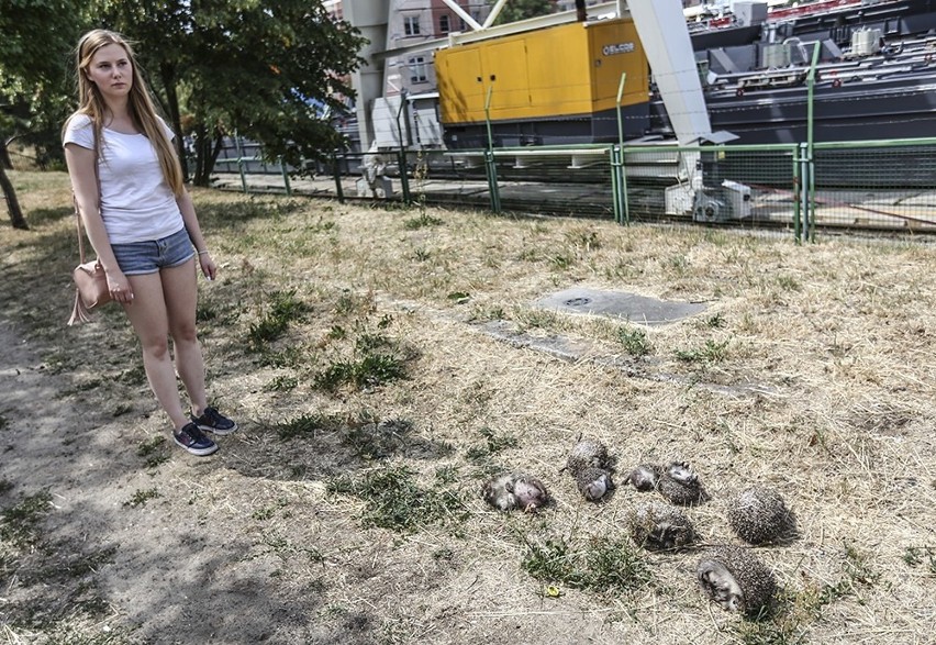 Dziewięć martwych jeżyków w poniedziałek, 9 lipca, znalazła...