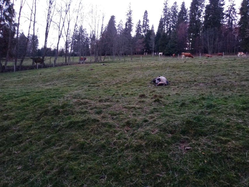 Wilki od tygodnia atakują zwierzęta hodowlane w Cichem i...