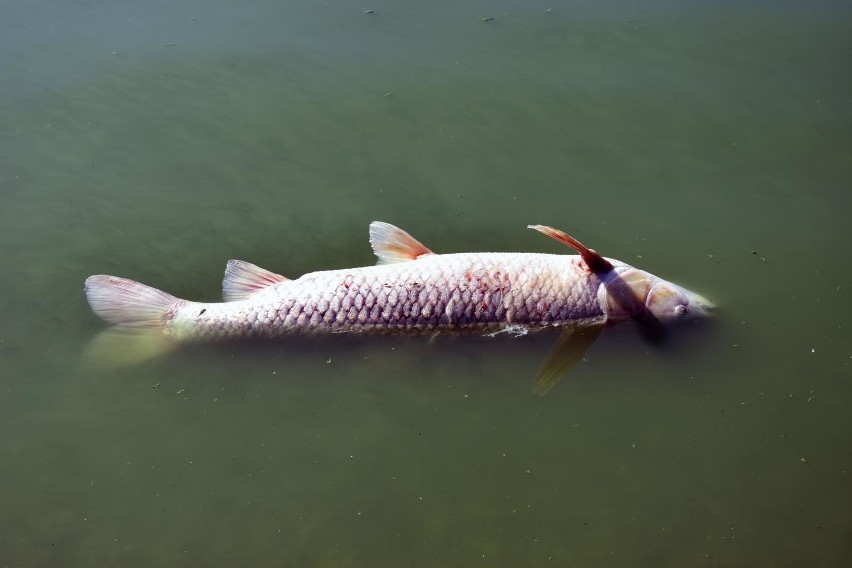 05.09.2019 koskowice jezioro koskowickie przyducha martwe...