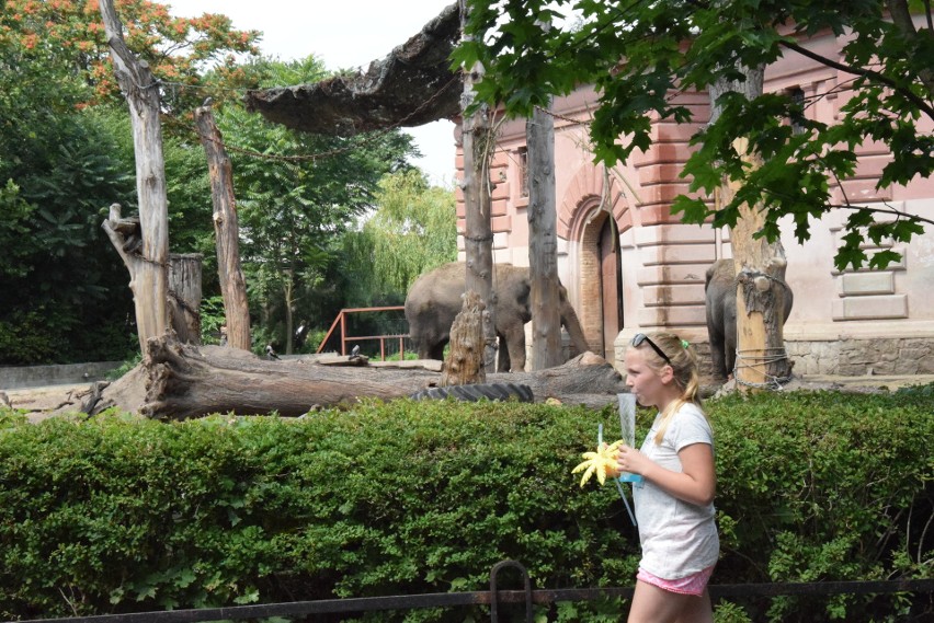 Zoo zapowiada duże inwestycje. Będzie powrót goryli?