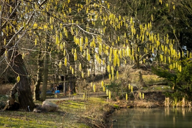 Ogród Botaniczny UKW w Bydgoszczy.