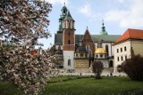 Kraków. Wawel jak z bajki, tylko zupełnie pusty. Z powodu epidemii nie ma kto podziwiać kwitnących magnolii [ZDJĘCIA]