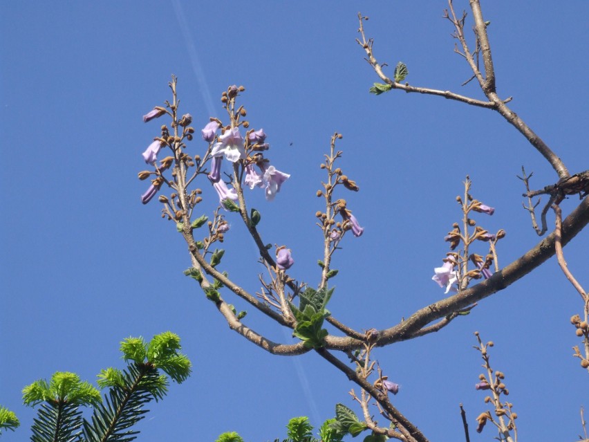 Florystyczy rarytas pod Toruniem. Paulownia puszysta zakwitła w Łysomicach