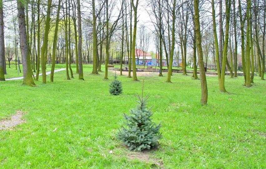 Kłobuck: Choinki z lodowiska znalazły nowy dom