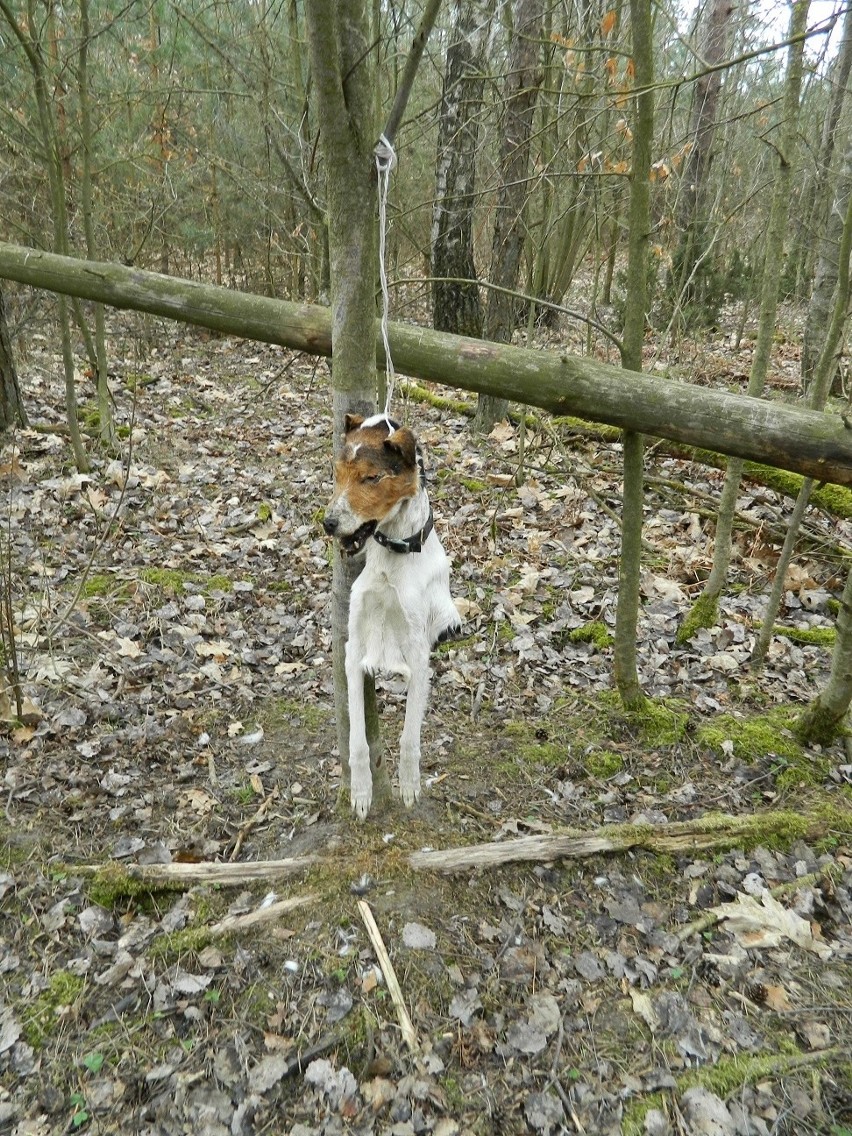 Ktoś powiesił psa na drzewie. Znaleźli go strażnicy leśni w okolicach Przasnysza