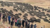 Ponad 1000 bizonów i kowboje. Niezwykłe widowisko w Parku Stanowym Custer