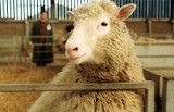 22 luty 1997 rok. Naukowcy ze Szkocji poinformowali o sklonowaniu owcy Dolly
