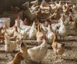 Wirus ptasiej grypy w Kwakowie. Młode kurczaki zostaną zutylizowane