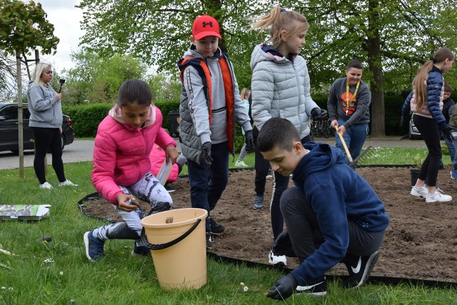 Uczniowie kl IV Szkoły Podstawowej w Bierkowie urządzili przed swoją szkołą kwietną łąkę dla owadów.