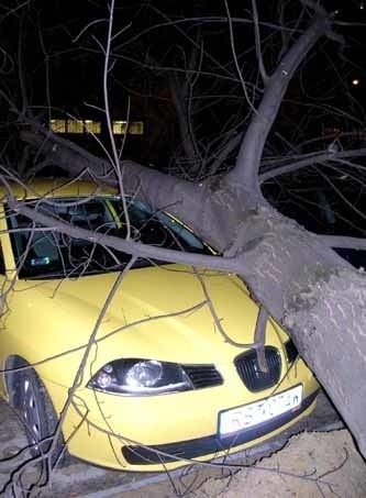 Szalejący w piątkowy wieczór wiatr wyrwał drzewo z korzeniami i przewrócił na samochody stojące na parkingu przy ul. Lisa Kuli 9 w Rzeszowie. 