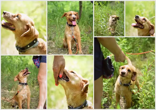 Psy ze schroniska w Chorzowie, z którymi będzie można zapoznać się w ramach "Pikniku z Kundelkiem".