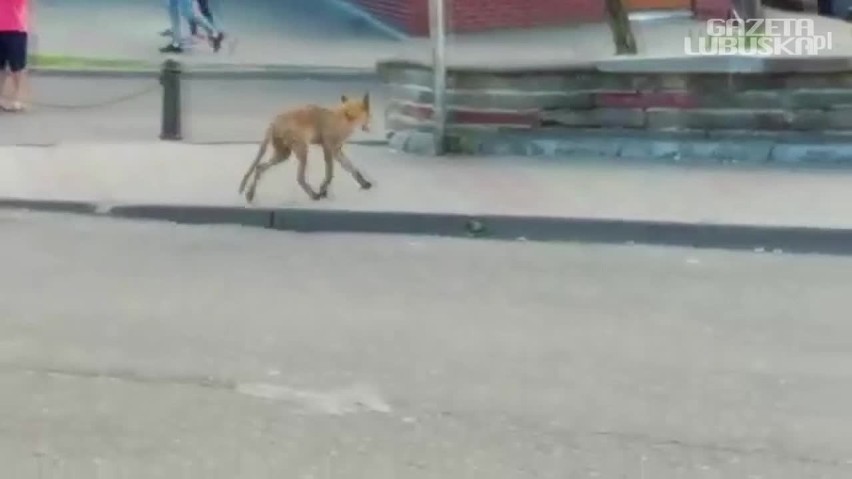 Lis chodzi po ulicach Kostrzyna nad Odrą