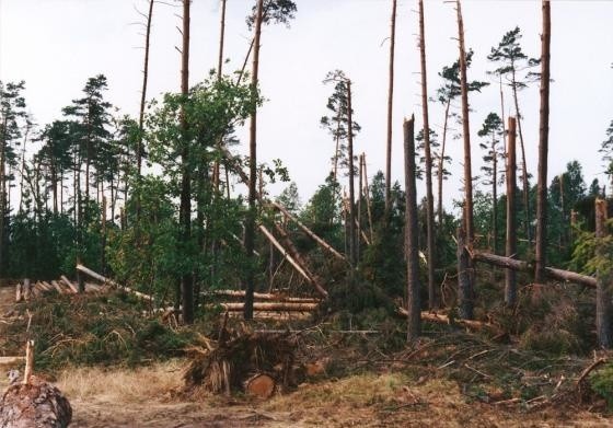 Huragan łamał drzewa jak zapałki. Wiatr osiągał 170 km/h (zdjęcia)