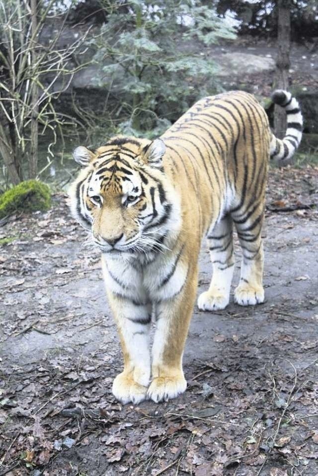Nie żyje tygrys amurski, który trafił do zoo w Myślęcinku w...