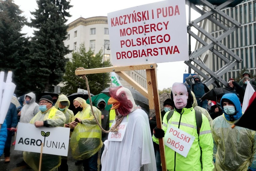 Piątka dla zwierząt - Senat nie odrzucił, a przyjął ustawę o ochronie zwierząt z poprawkami 