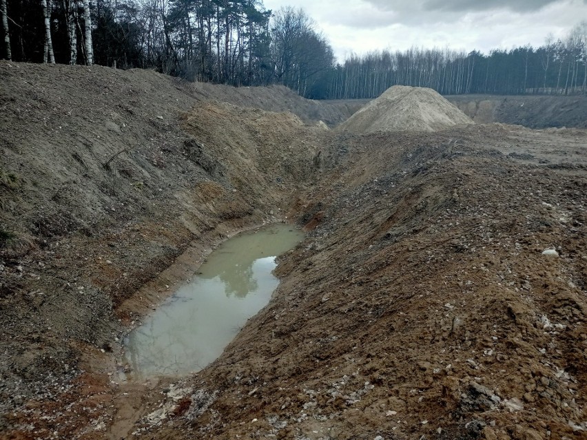 Niedzielny spacer po Lesie Porszewickim. Akcja Protestu Porszewice i innych społeczników w ramach Dnia Lasu