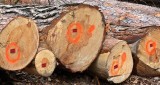 Można wycinać drzewa na swojej posesji bez zezwoleń?
