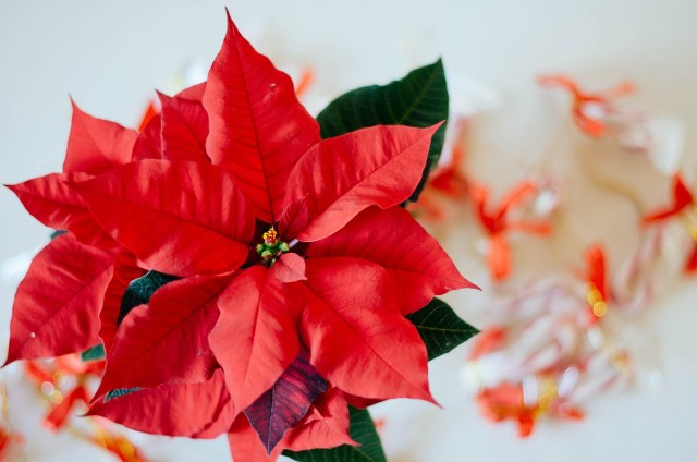 Gwiazdy betlejemskie przeszły dość długą drogę: od roślin będących przydrożnymi krzakami do jednych z najbardziej popularnych dekoracji bożonarodzeniowych.
