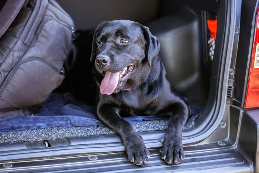 Jak przewozić psa w samochodzie? Jakie grożą kary?
