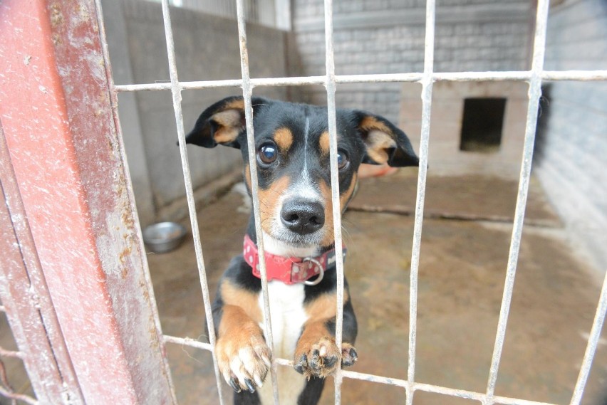 Adopcje psów są możliwe, natomiast należy skontaktować się...