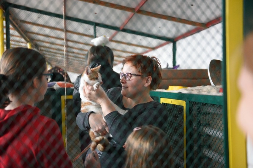 Jak wygląda kociarnia i opieka nad przebywającymi w niej...