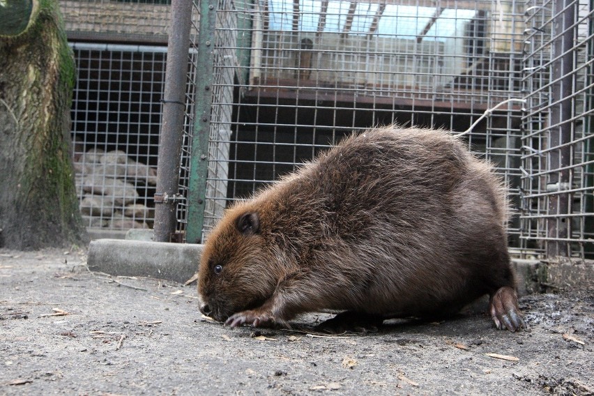 Zgoda na odstrzał bobrów. Zastrzelą kilkaset zwierząt