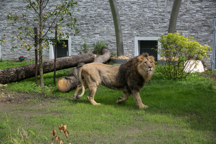 Zoo w Krakowie. Jaguary i lwy mają swój pawilon [ZDJĘCIA]