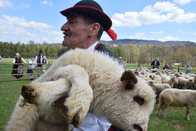 Uroczysta inauguracja sezonu bacowskiego w Rychwałdzie